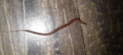 Oligochaeta