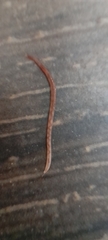 Oligochaeta