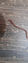 Oligochaeta