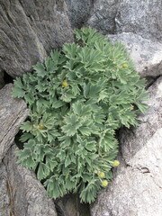 Ranunculus buchananii