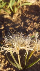 Allium anceps
