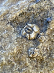 Chthamalus antennatus