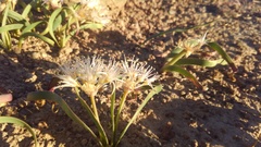Allium anceps