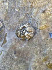 Chthamalus antennatus