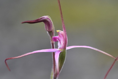 Caladenia rosella