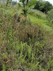 Schizachyrium condensatum