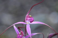 Caladenia rosella