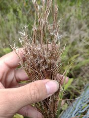 Schizachyrium condensatum