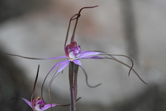 Caladenia rosella