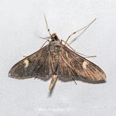 Nosophora