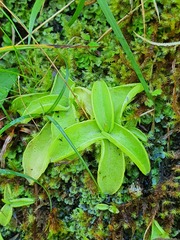 Pinguicula grandiflora