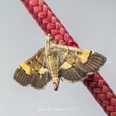 Syngamia falsidicalis