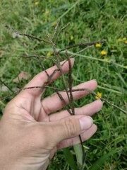 Paspalum paniculatum