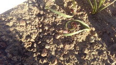 Allium anceps