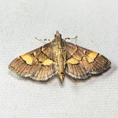 Syngamia falsidicalis