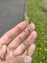 Eragrostis unioloides