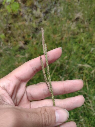 Paspalum urvillei observed 2022-08-14