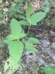 Ruellia pedunculata
