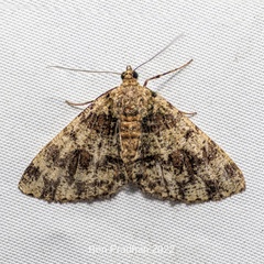 Myrioblephara