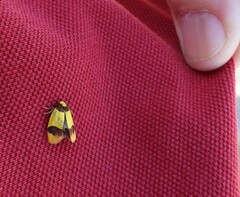 Heterallactis microchrysa