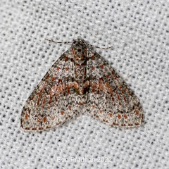 Trichopterigia sanguinipunctata