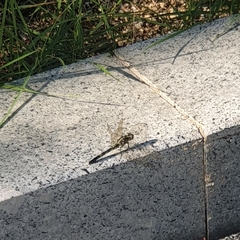 Orthetrum albistylum speciosum