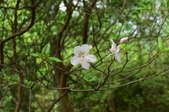 Rhododendron ovatum