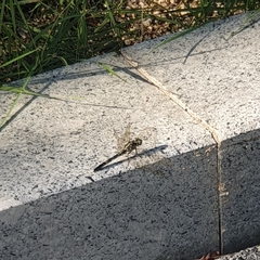 Orthetrum albistylum speciosum