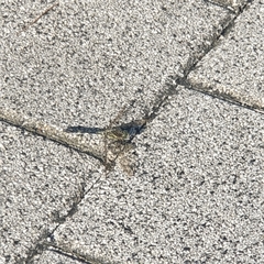 Orthetrum albistylum speciosum