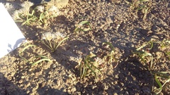 Allium anceps