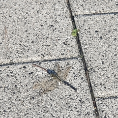 Orthetrum albistylum speciosum