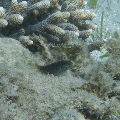 Asterropteryx semipunctata