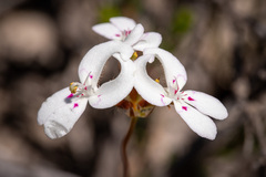 Stylidium crossocephalum