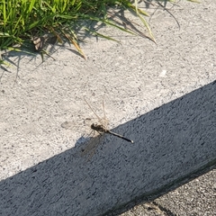 Orthetrum albistylum speciosum