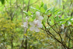 Rhododendron ovatum