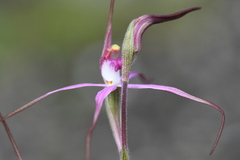 Caladenia rosella