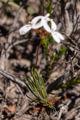 Stylidium crossocephalum