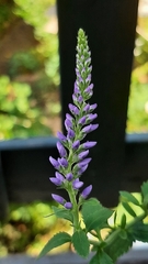 Veronica longifolia