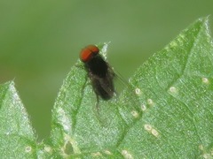 Lindneromyia dorsalis