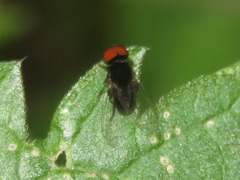 Lindneromyia dorsalis