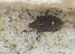 Erthesina acuminata
