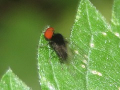 Lindneromyia dorsalis