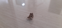 Lepidoptera