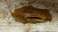 Polypedates maculatus