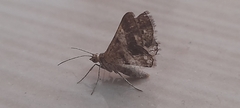 Lepidoptera