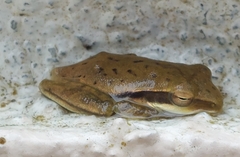 Polypedates maculatus