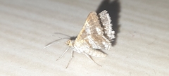 Lepidoptera