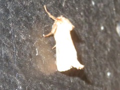 Triodia sylvina