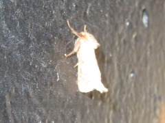 Triodia sylvina