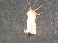 Triodia sylvina